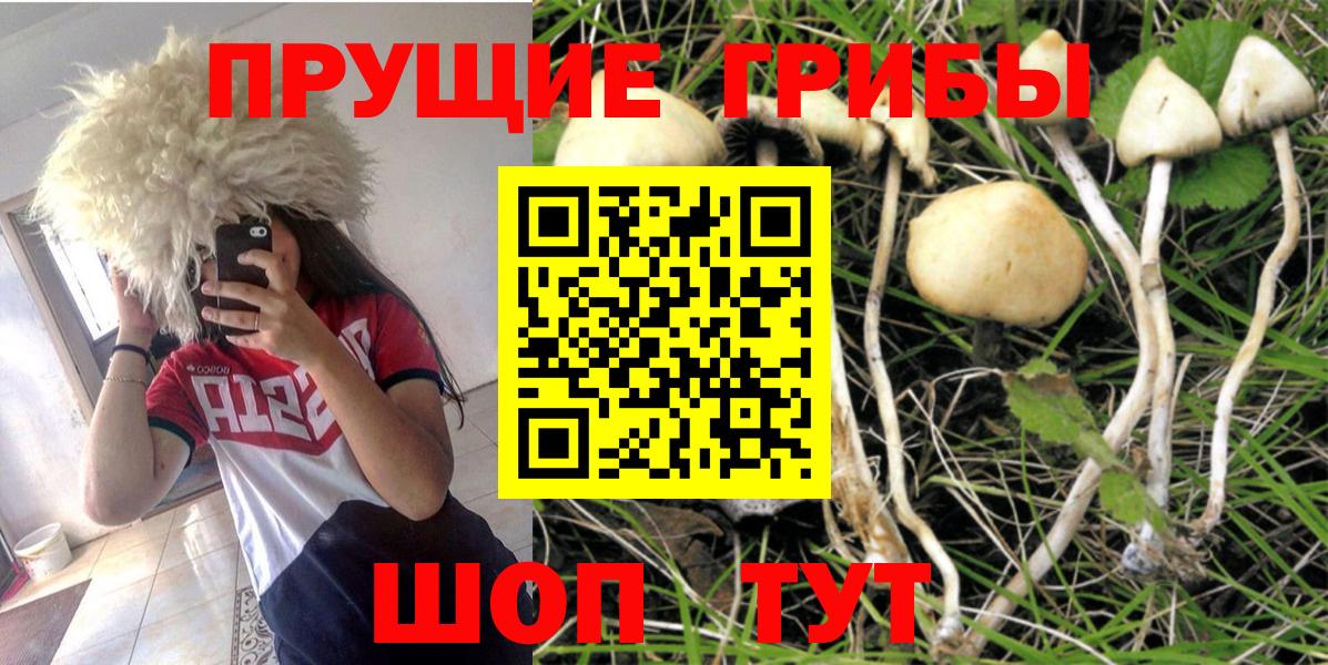 Псилоцибиновые грибы мицелий  Псилоцибиновые грибы GOLDEN TEACHER  Вход с VPN  Чайковский 
